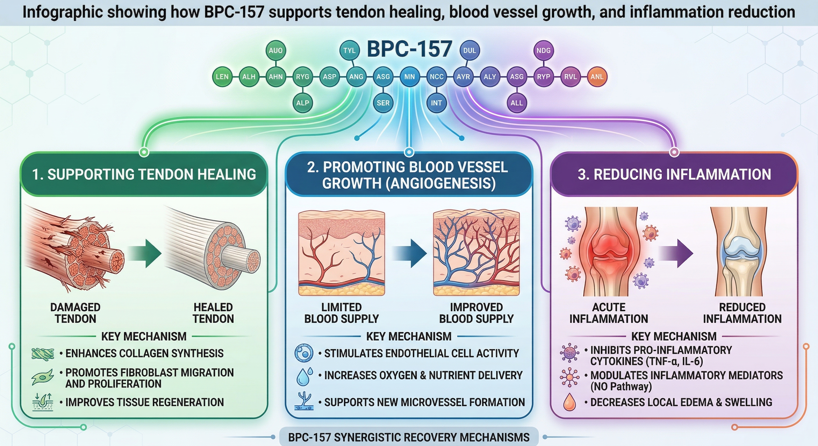 BPC-157 peptide mechanisms of action infographic showing three synergistic recovery pathways: tendon healing through collagen synthesis, angiogenesis through new blood vessel growth, and inflammation reduction through cytokine inhibition