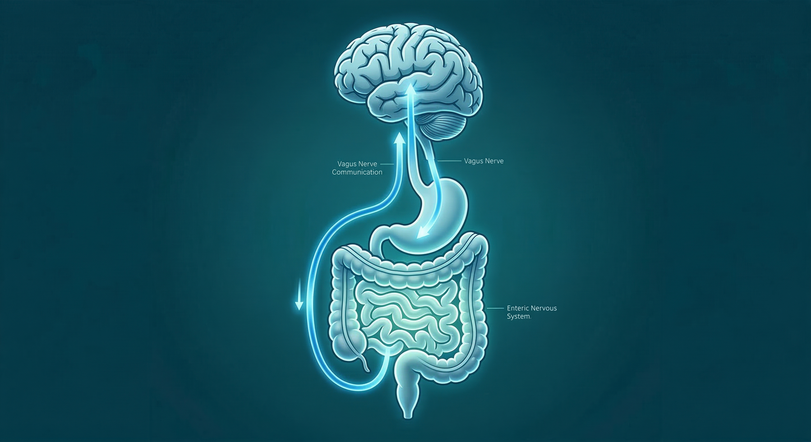 Here is the complete WordPress image metadata for this graphic:Alt Text: Diagram of the gut-brain axis showing vagus nerve communication and the enteric nervous system connecting the brain to the digestive tract